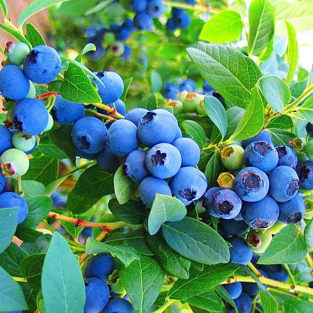 Фото Голубика Голдтраубе