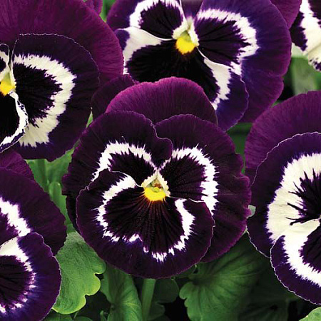 Фото Виола Мамонт Вива ла Виолет