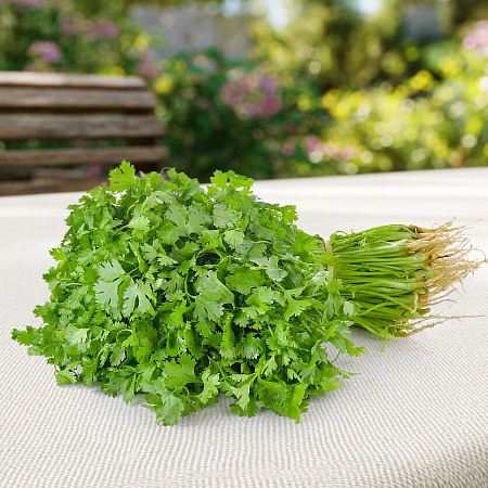 Фото Кориандр Санто на зелень