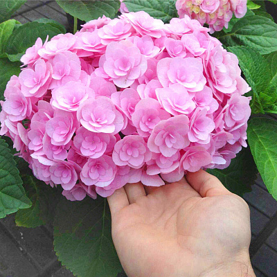 Гортензия крупнолистная Дабл Пинк Лав