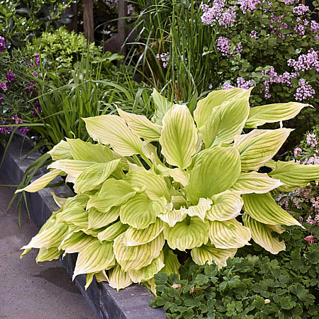 Фото Хоста Лемон фезерс