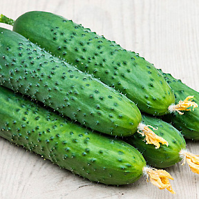 Огурец Спино F1