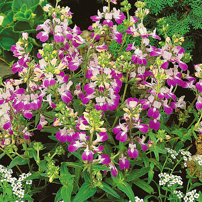 Коллинсия разнолистная Двуцветная