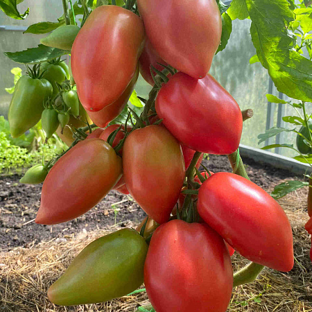 Фото Помидор Пинк Хорн F1