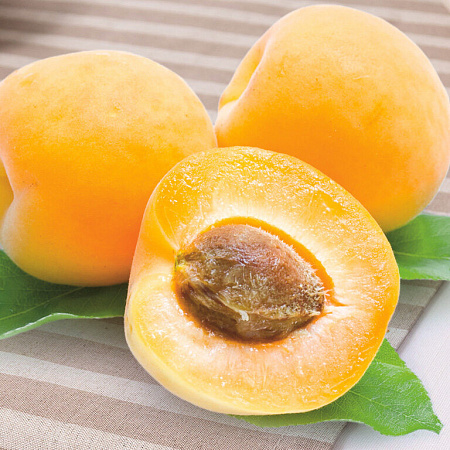 Фото Абрикос Бархатный