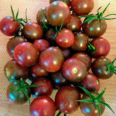 Помидор Сумерок