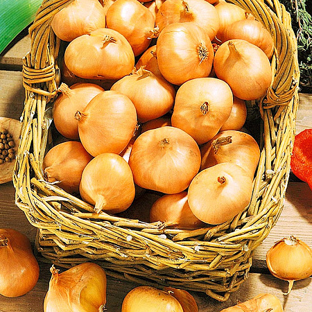 Фото Лук семейный (шалот) Альбик