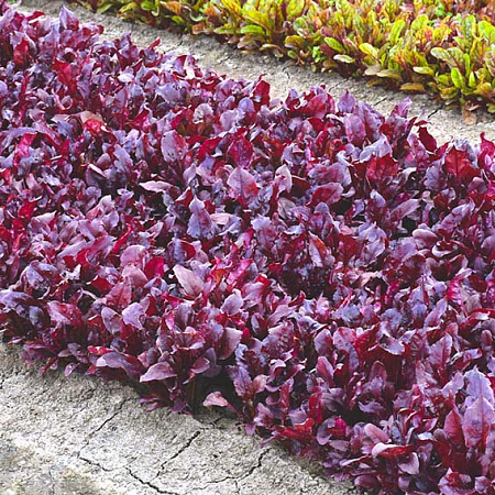 Фото Свёкла листовая мангольд Солджер