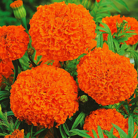 Фото Бархатцы африканские Гавайские