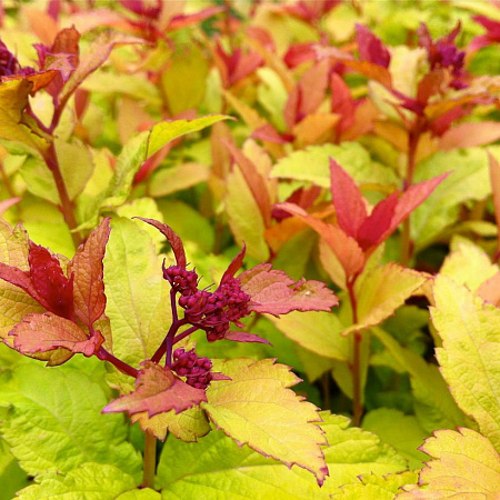 Фото Спирея японская Голдфлейм