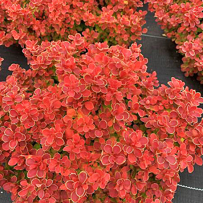 Барбарис Тунберга Ред Хот Чили