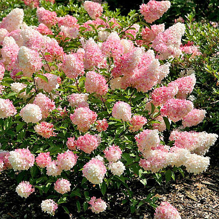Фото Гортензия метельчатая Пинк Леди