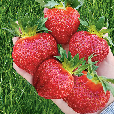 Земляника садовая Фенелла