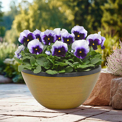 Виола Панола Светлячок