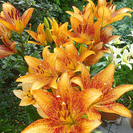 Фото Лилия ЛА-гибрид Лонгвуд