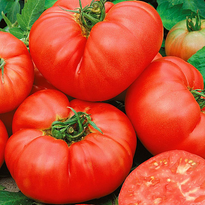 Помидор Орлец F1