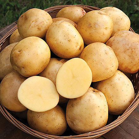 Фото Картофель Шах