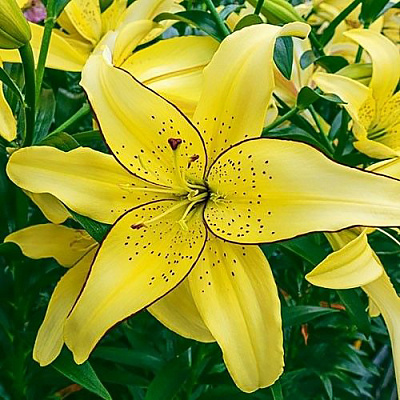 Лилия ОА-гибрид Филдз ов Голд