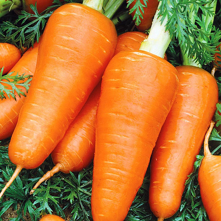 Фото Морковь Шантанэ Ред Кор 1гр
