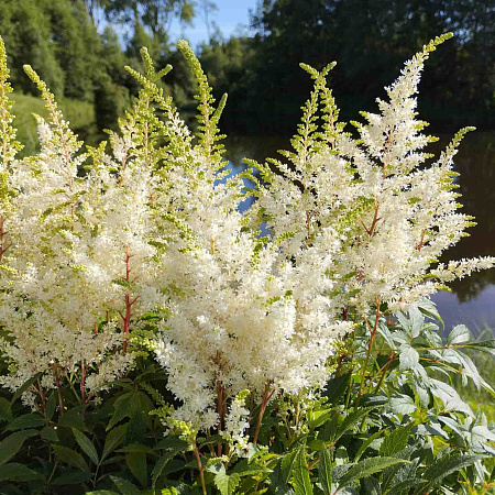 Фото Астильба Хеппи Дей
