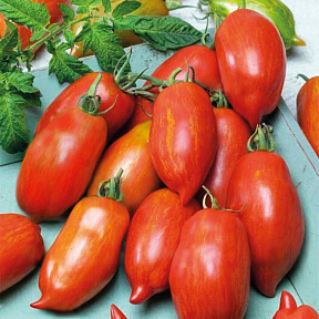 Помидор Коловрат