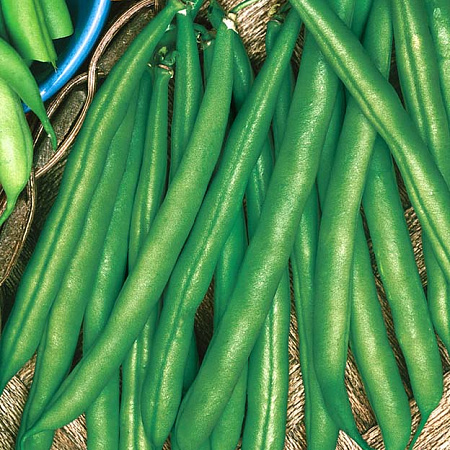 Фото Фасоль Месси