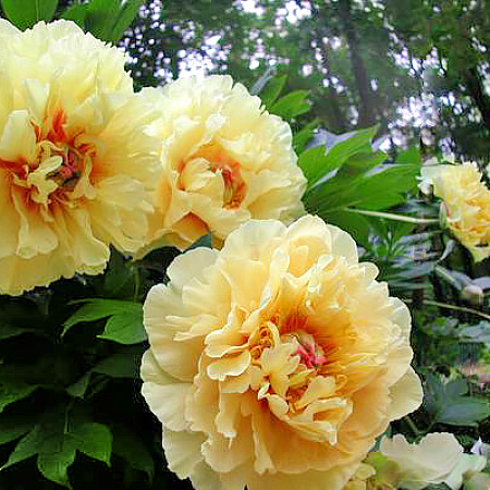 Фото Пион Гарден треже