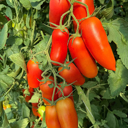 Фото Помидор Тезоро F1