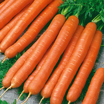 Морковь Матрёшка