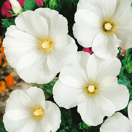 Фото Лаватера Монблан