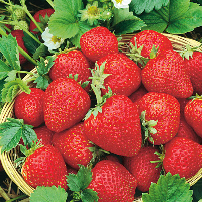 Земляника садовая Элианни