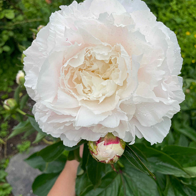 Пион Энн Казинс