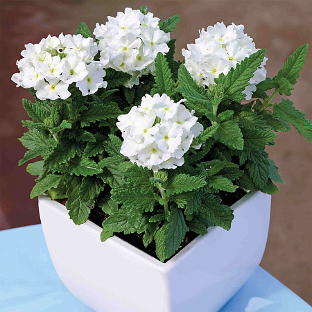 Фото Вербена Тускани вайт