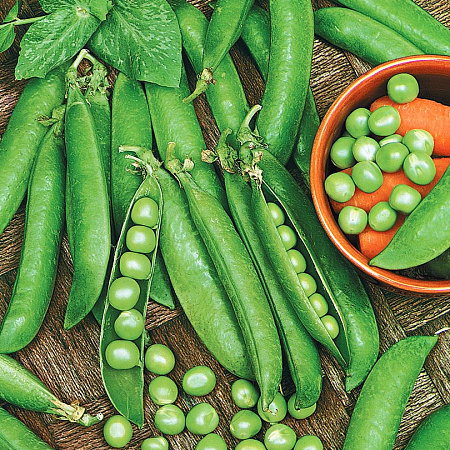 Фото Горох Звезда