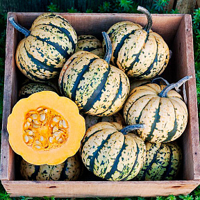 Тыква Свит Дамплинг