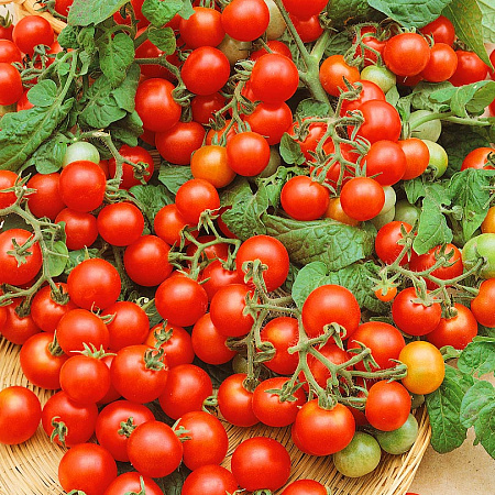 Фото Помидор черри Вериге F1