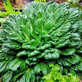 Капуста китайская Татсой