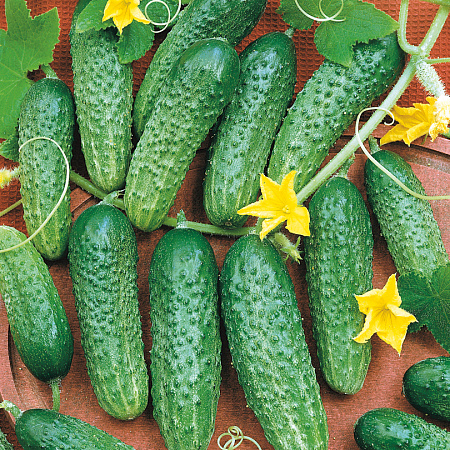 Фото Огурец Антошка F1