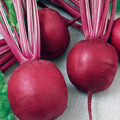 Свёкла Любушка F1