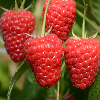 Малина ремонтантная Маравилла