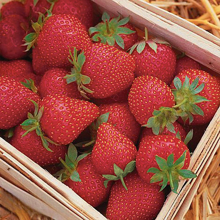 Фото Земляника садовая Симфония