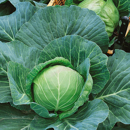 Фото Капуста белокочанная Лагрима F1 16шт