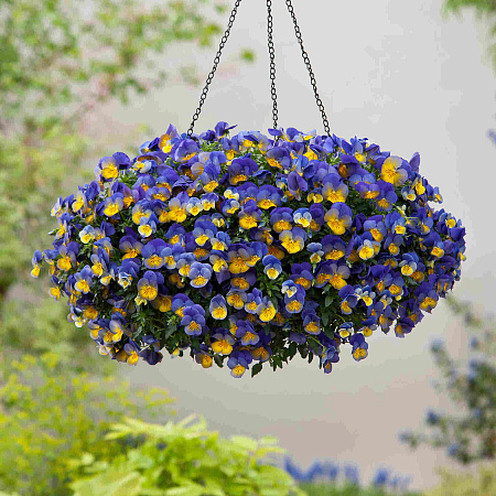 Фото Виола ампельная Кул Вэйф Морфо