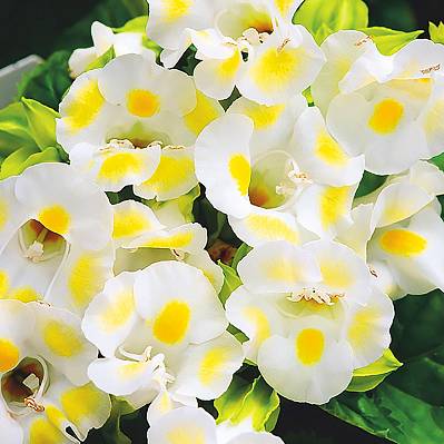 Фото Торения Кауай Лимонный леденец