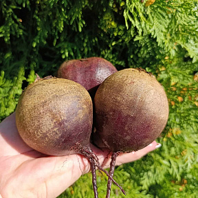 Свёкла Марго F1