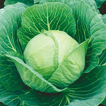 Фото Капуста белокочанная Несравненная F1