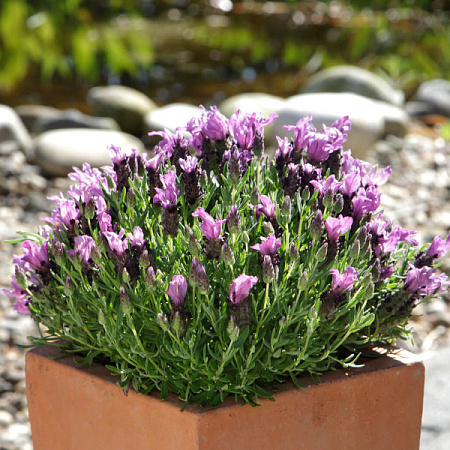 Фото Лаванда Бандера Дип перпл