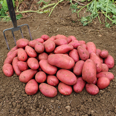 Картофель Ред Скарлетт