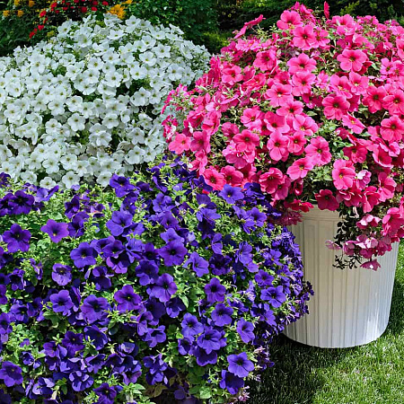 Фото Набор супертуний №2