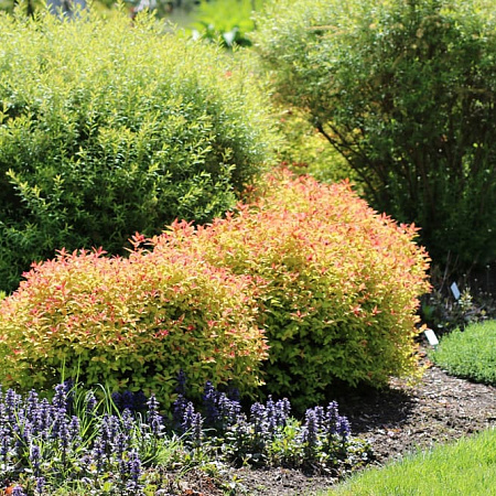 Фото Спирея японская Голдфлейм